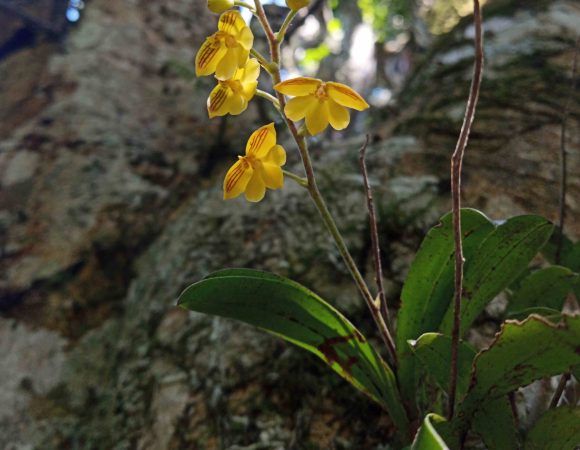 ~EXPLORE THE MAGICAL ALEXANDRIA FOREST~