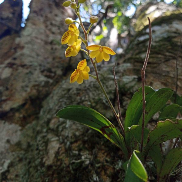 ~EXPLORE THE MAGICAL ALEXANDRIA FOREST~